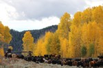 IMG_5203